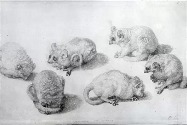 Studies of a Lemur, 1773 (graphite on paper)