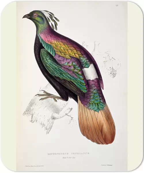 Himalayan Monal Pheasant, from A Century of Birds from the Himalaya Mountains