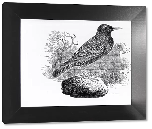 The Starling, illustration from The History of British Birds by Thomas Bewick