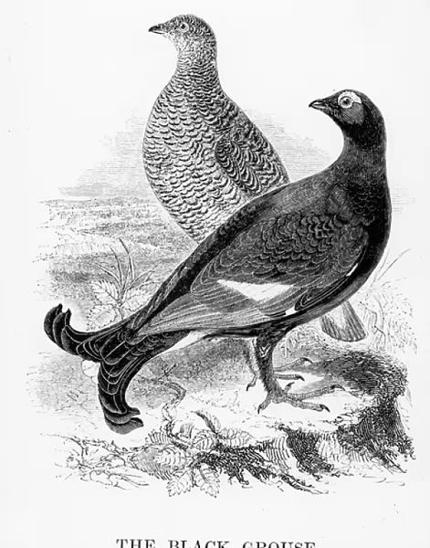 The Black Grouse, illustration from A History of British Birds by William Yarrell