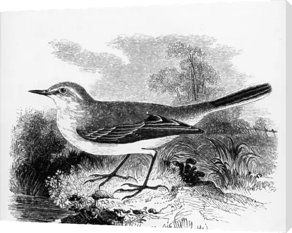 Rays Wagtail, illustration from A History of British Birds by William Yarrell