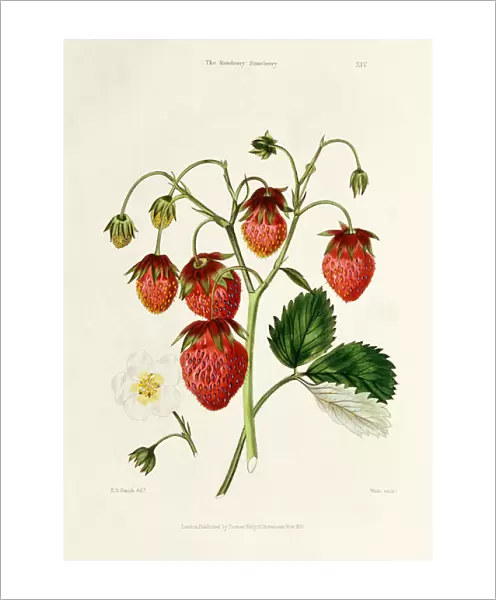 The Roseberry Strawberry, engraved by Watte, pub