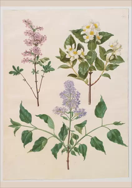 Syringa persica, philadelphus coronarius and syringa vulgaris from the album Gottorfer Codex, c