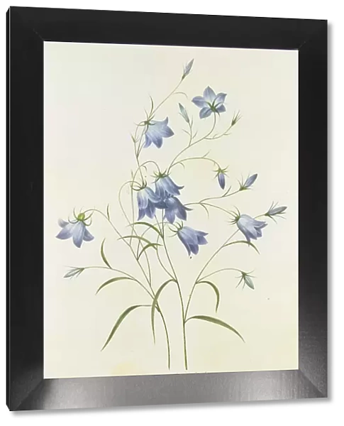 Campanula, engraved by Victor, from Choix des Plus Belles Fleurs