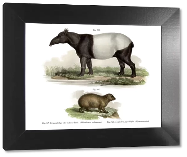 Asian Tapir, 1860 (colour litho)