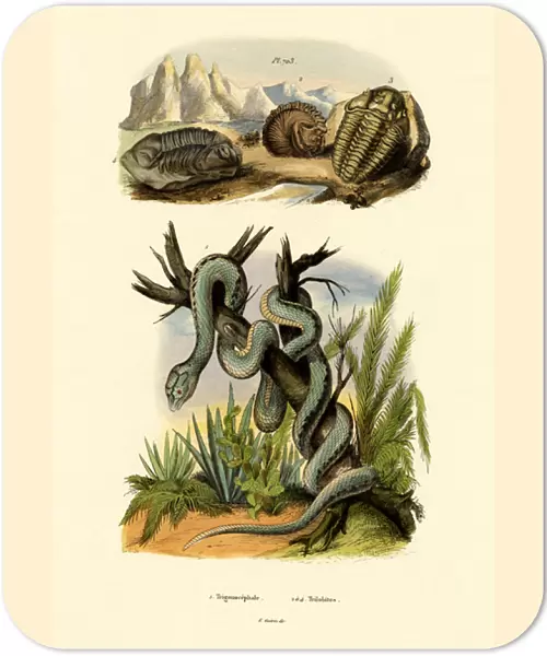 Pit Viper, 1833-39 (coloured engraving)