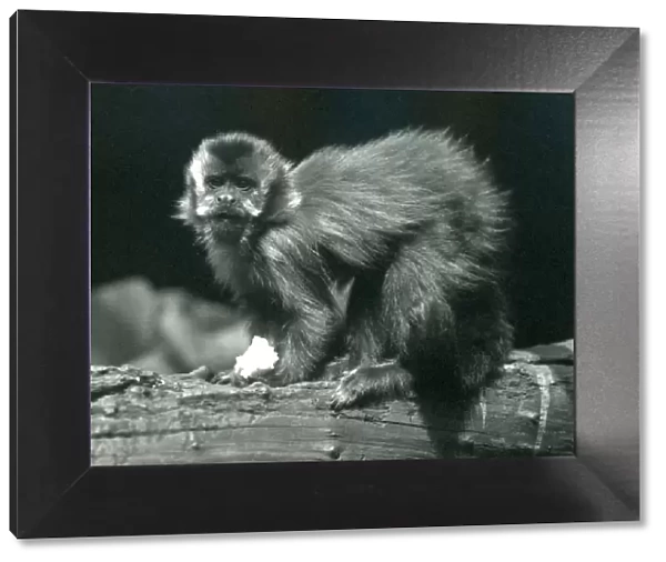 A Brown or Tufted Capuchin at London Zoo, July 1914 (b  /  w photo)