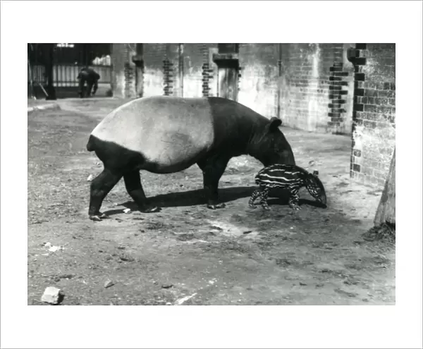 A Malayan Tapir with its 4 day old baby at London Zoo, July 1921 (b  /  w photo)