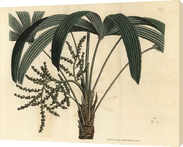 Broadleaf lady palm, Rhapis excelsa (Male dwarf ground ratan, Rhapis flabelliformis mas)