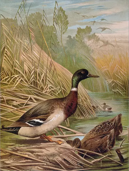 Mallards, illustration from a Hungarian natural history book, 1904 (colour litho)
