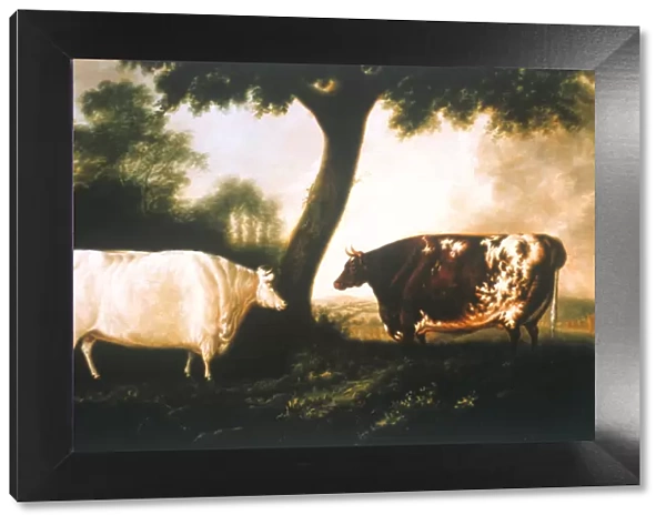 Two Shorthorn Cattle, 1806 (oil on canvas)