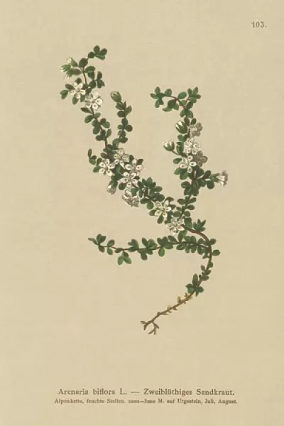 Two-flowered Sandwort (Arenaria biflora) (colour litho)