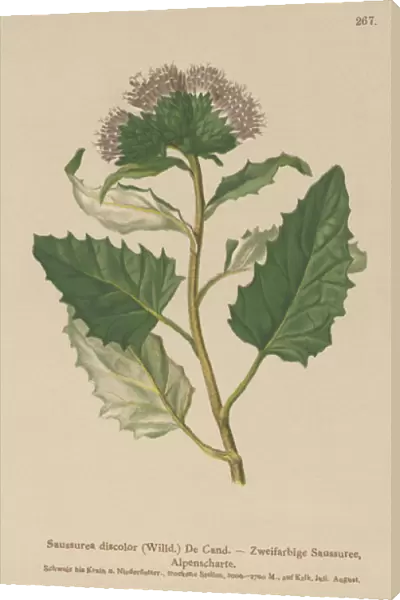 Alpine Saw-wort (Saussurea discolor) (colour litho)