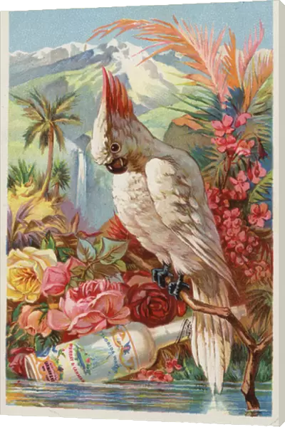 Macaw perched with Bottle (chromolitho)