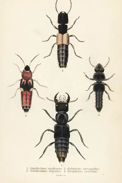 Rove beetles: Staphylinus erythrurus 1, Xantholinus fulgidus 2, Bolitobius atricapillus 3, Zirophorus exaratus 4