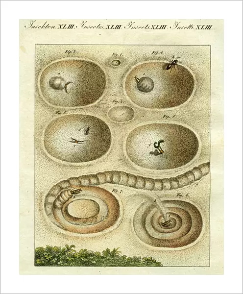 Illustration of an Ant Lion catching its prey, 1790 (hand coloured engraving)