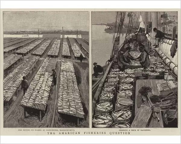 The American Fisheries Question (engraving)