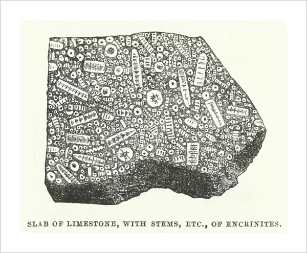 Slab of Limestone, with stems, etc. of encrinites (engraving)