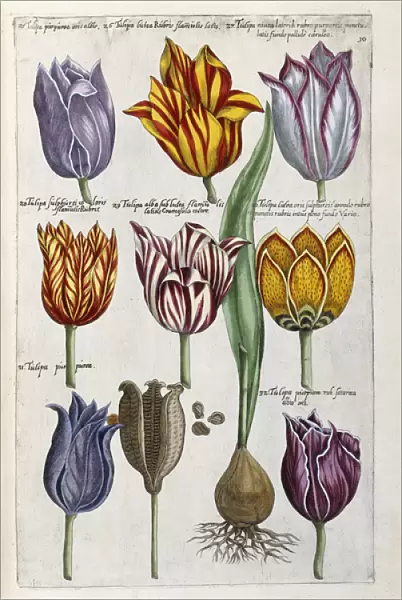 Various Tulips, 1612-14 (hand-coloured woodcut print)