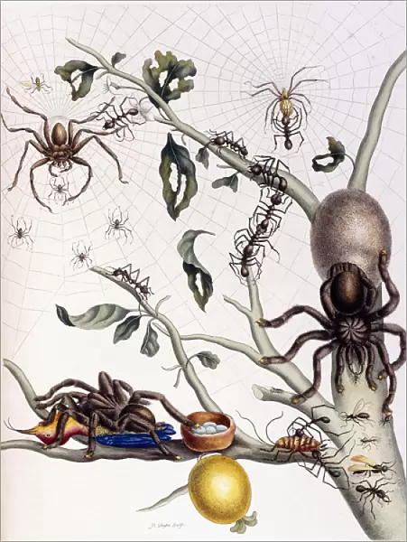 Various Arachnids from South America, 1726 (hand-coloured engraving)