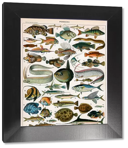 Decorative Print of Poissons by Demoulin, 1897 (colour lithograph)