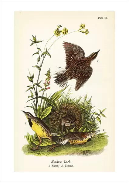 Eastern meadowlark, Sturnella magna