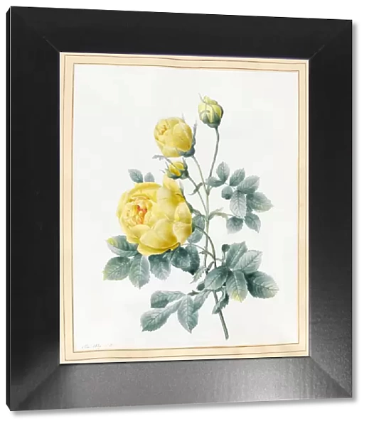 Yellow Roses, 1827 (w  /  c on vellum)