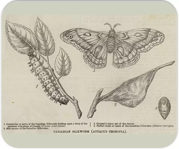 Canadian Silkworm (Attacus Cecropia) (engraving)