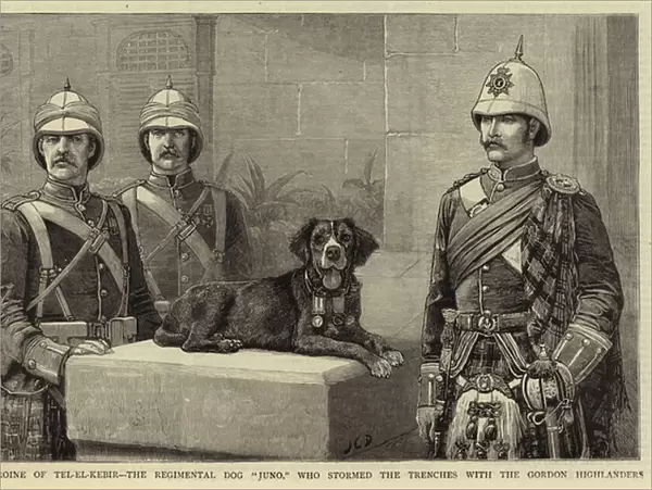 A Heroine of Tel-el-Kebir, the Regimental Dog 'Juno, 'who stormed the Trenches with the Gordon Highlanders (engraving)