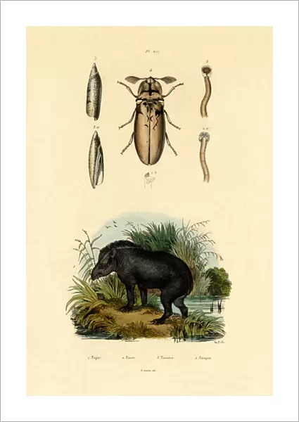 Lowland Tapir, 1833-39 (coloured engraving)