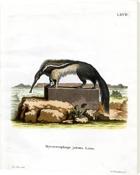 Giant Anteater (coloured engraving)