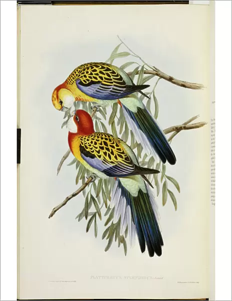 Eastern Rosella, from The Birds of Australia, First Edition