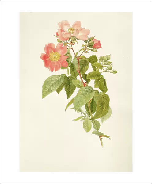Rosa setigera (The Prairie Rose), by Alfred Parsons (1847-1920)