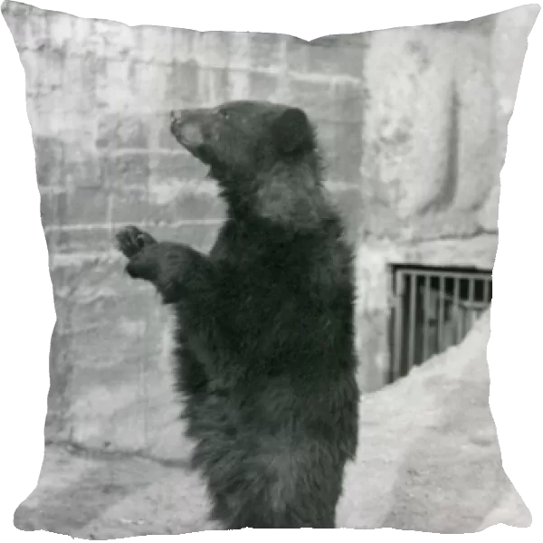 A Black Bear standing upright in its enclosure, on the Mappin Terraces