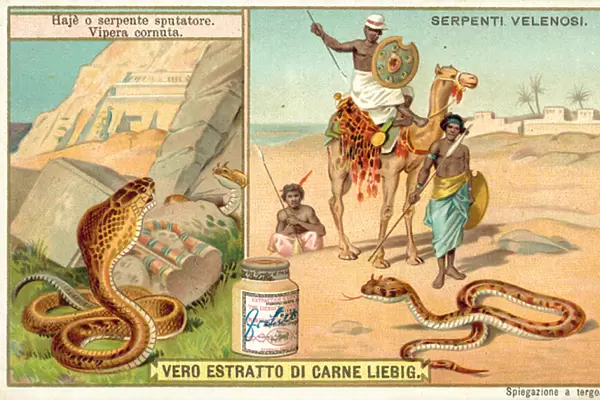Spitting cobra and horned viper (chromolitho)