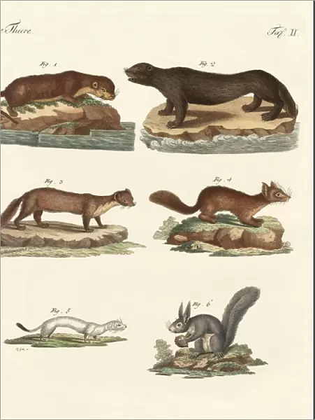 Noble furs (coloured engraving)