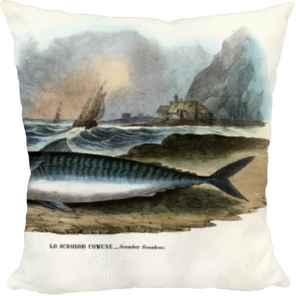 Atlantic Mackerel, 1863-79 (colour litho)
