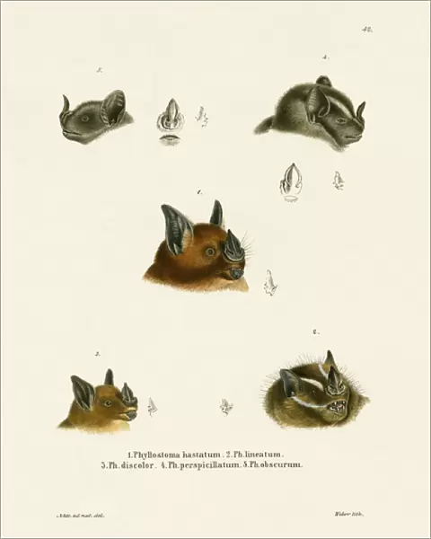 Bat Heads (coloured engraving)