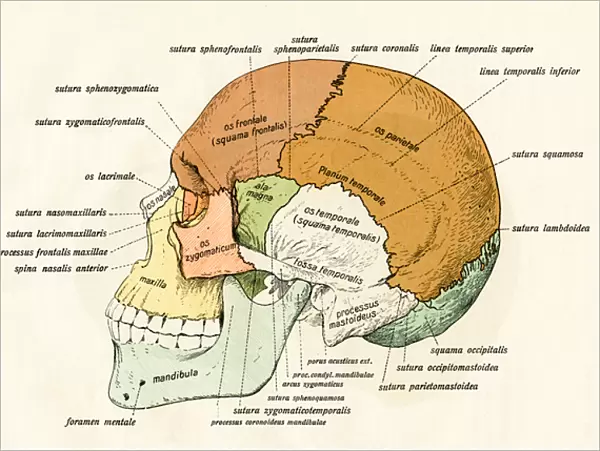 Lateral Diagram of the Bones of the Human Skull, 1906 (engraving)