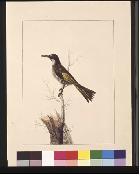 Page 5. New Holland Creeper. Now known as a White-cheeked honey eater, c. 1789-90 (w  /  c)