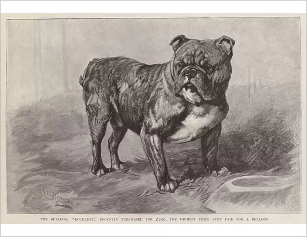 Dockleaf, the most expensive bulldog ever at the time of its purchase in 1892 (litho)