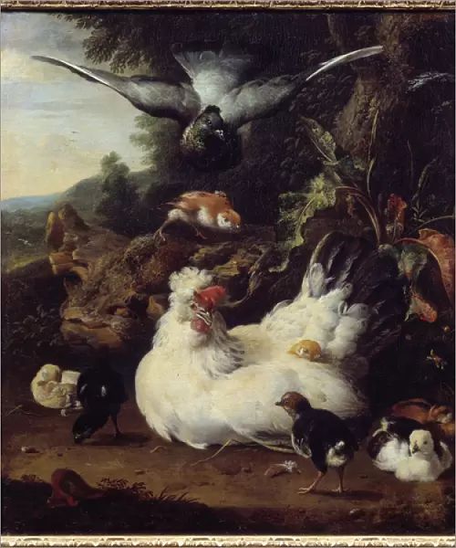 A hen and her chicks Painting by Melchior Hondecoeter (1636-1695) 17th century Caen