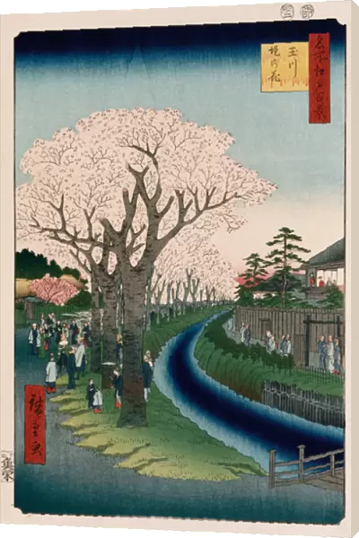 Cherry Blossoms, Tama River Embankment (woodblock print)