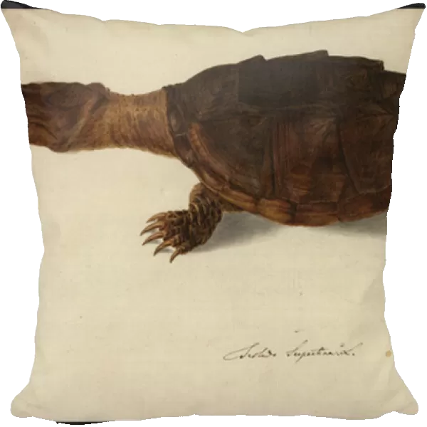 Chelydra serpentina, before 1792 (w  /  c on paper)
