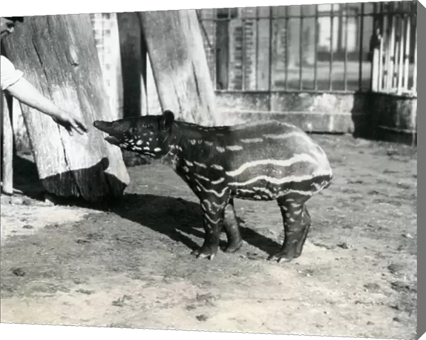 A young Malayan Tapir with keeper at London Zoo, 18th October 1921 (b  /  w photo)