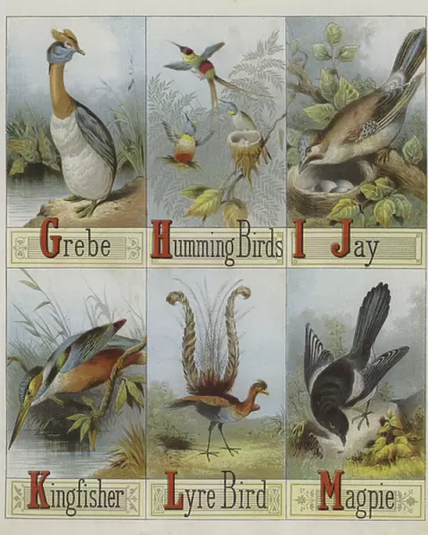 Alphabet of Birds (colour litho)