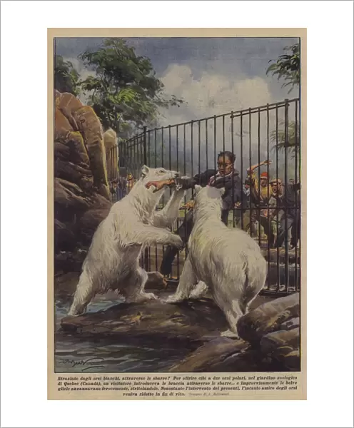 Torn by the white bears, through the bars! (colour litho)