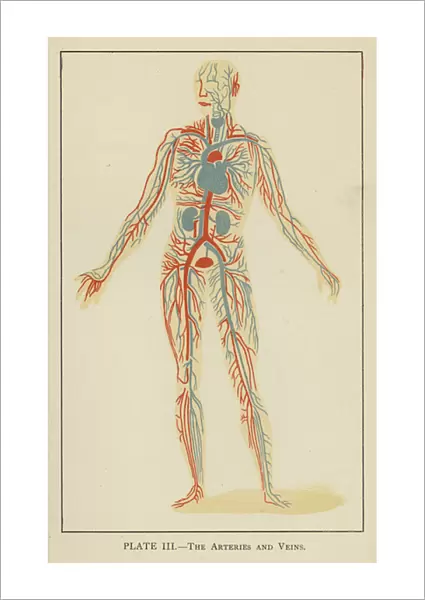The arteries and veins (colour litho)