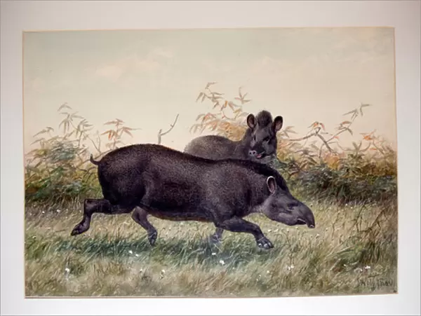 Tapir, 1880 (w  /  c on paper)