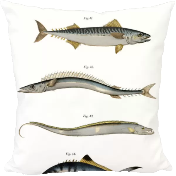 Atlantic Mackerel (colour litho)